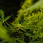 Конопля и ее применение в различных сферах жизни