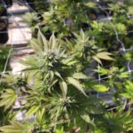 Покупка наркотиков онлайн и связанные с этим риски