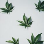 Диметилтриптамин: свойства и применение DMT