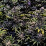 Наркозависимость в Воронеже: виды и распространение наркотических средств