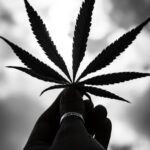 Семена конопли в Самаре: свойства и преимущества покупки