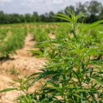 ЛСД в Барнауле и Алтайском крае: информация и риски