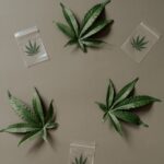 Свойства и польза семян конопли