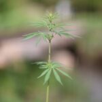 Героиновая зависимость и ее последствия