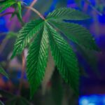 Сорт конопли Early Widow feminised от Advanced Seeds