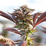 Семена конопли Auto Black Jack regular от Ganja Seeds