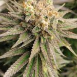 Проращивание семян конопли