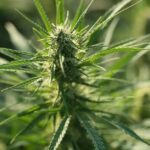 Семена конопли из Узбекистана