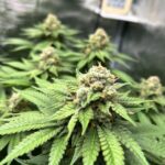 Свойства и применение семян конопли