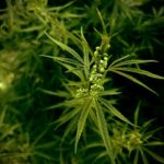 Семена конопли и их выращивание