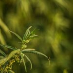 ЛСД на черном рынке в Москве свойства и риски