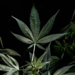 Выращивание конопли в Крыму: сорта и особенности покупки семян конопли