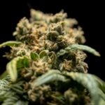 ЛСД и его правовой статус в России