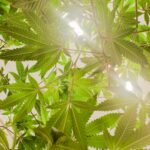 Героин свойства и параметры героина его приобретение и употребление