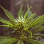 Семена конопли в Калининграде