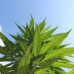 Форумы семян конопли как ресурс для культиваторов