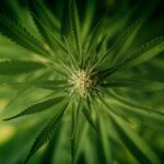 Спайс и его употребление в Новосибирске