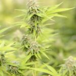 Покупка семян конопли онлайн преимущества и критерии выбора магазина