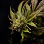 Наркозависимость и наркотические вещества