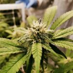 Купить марихуану в Екатеринбурге онлайн