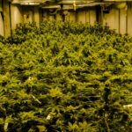 Наркозависимость и информация о наркотических средствах в Челябинске