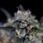 Героиновая зависимость и ее последствия