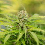 Покупка семян конопли онлайн преимущества и критерии выбора магазина