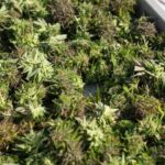 Семена конопли и их значение для выращивания