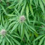 Наркозависимость и наркотические вещества