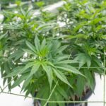 Купить морфин без рецепта и с доставкой по России