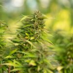 Купить наркотики в Москве онлайн