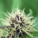 Спайс и его последствия употребления в России