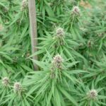 Покупка семян марихуаны в Крыму и России