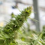 Купить гашиш в Бишкеке