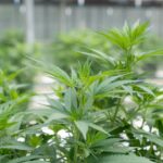 Свойства и Применение Семян Конопли