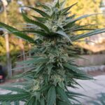 ЛСД Марки: Свойства, Опыт Использования и Приобретение