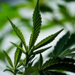 Купить марихуану в Перми