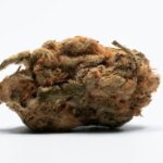 Проращивание Семени Конопли Подробное Руководство