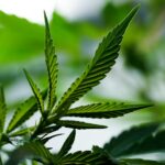 Сорт каннабиса Red Dragon от Ganja Seeds