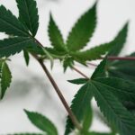 Купить семена марихуаны в России онлайн