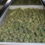 Сорт конопли Green Gelato феминизированный от Royal Queen Seeds