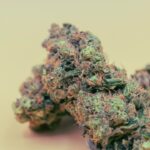 Семена конопли из Узбекистана