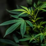 Купить наркотические средства в Бийске