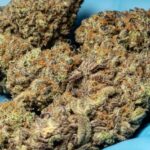 Купить семена марихуаны в Алматы и Казахстане