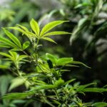 Покупка гашиша в Екатеринбурге