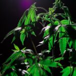 Возделывание конопли в сибирском климате