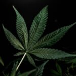 Купить семена марихуаны в Москве