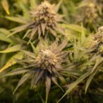 Семена конопли Auto Northern Lights regular от Ganja Seeds