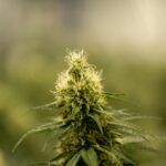 Выращивание и созревание конопли