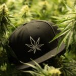 Законодательные аспекты продажи семян конопли в России